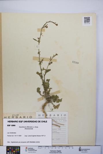 Sisymbrium officinale [Espécimen: UCH:SQF:0012500]