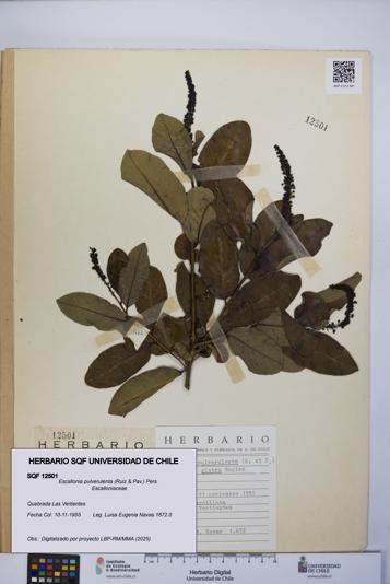 Escallonia pulverulenta [Espécimen: UCH:SQF:0012501]