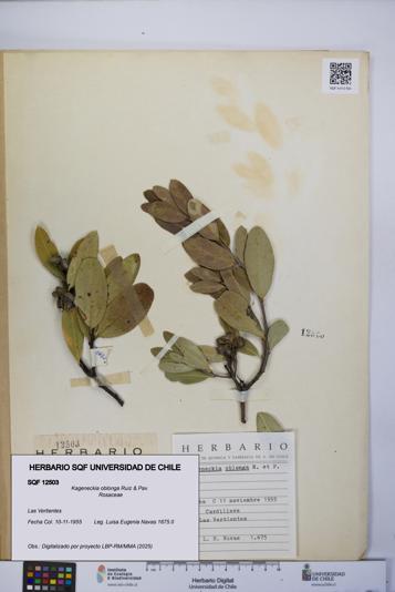 Kageneckia oblonga [Espécimen: UCH:SQF:0012503]