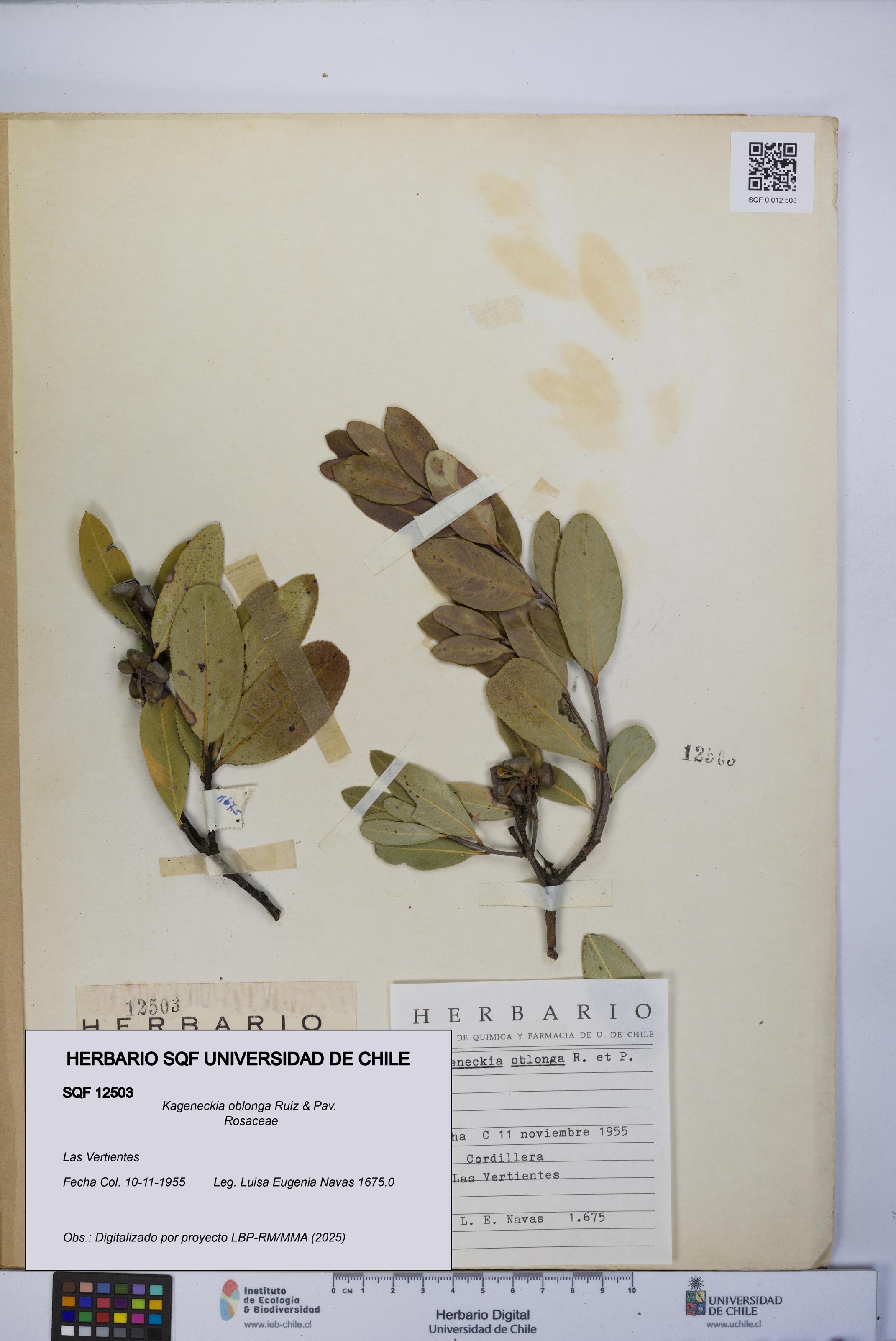 Kageneckia oblonga [Espécimen: UCH:SQF:0012503]