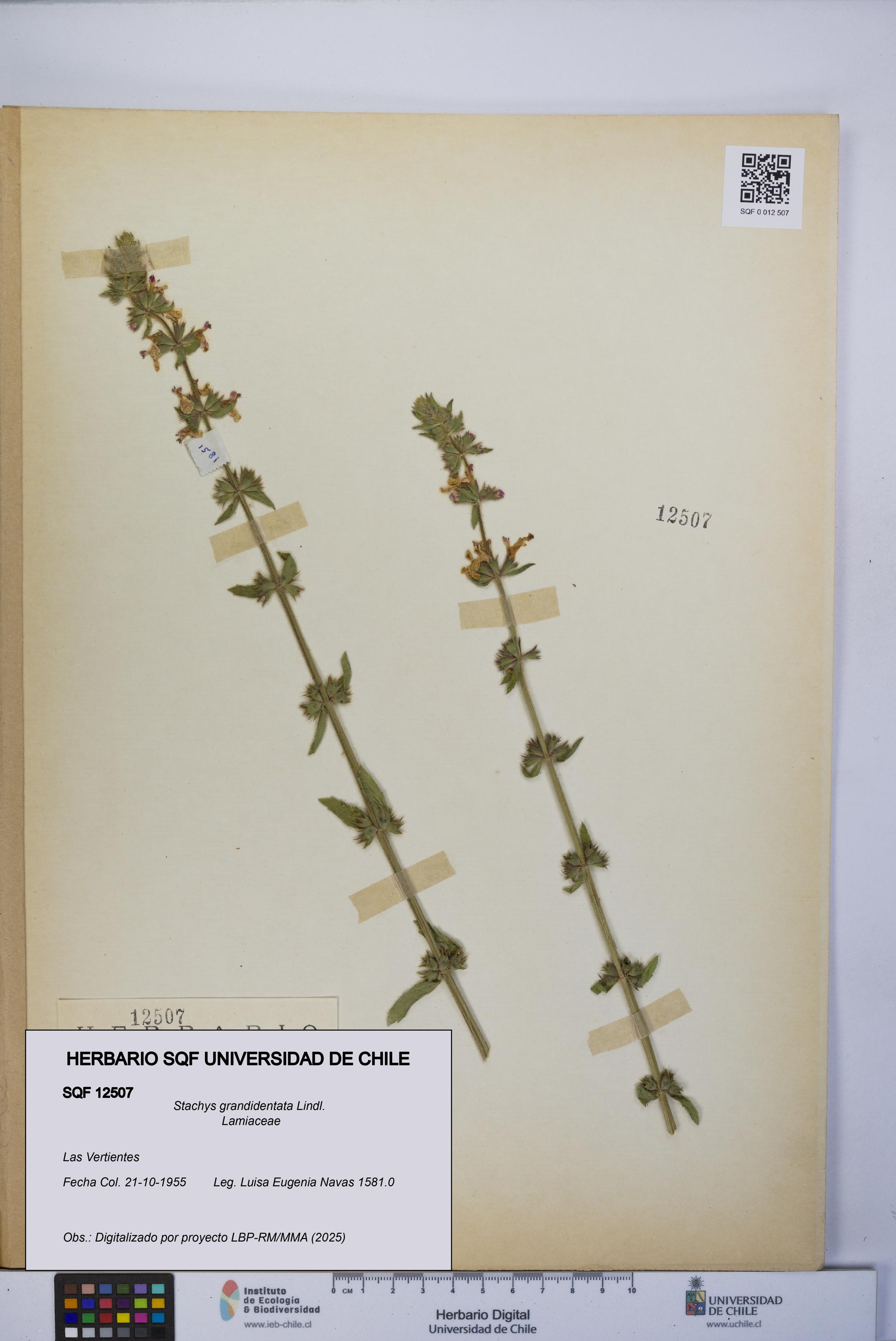 Stachys grandidentata [Espécimen: UCH:SQF:0012507]
