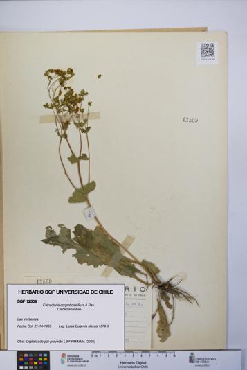 Calceolaria corymbosa [Espécimen: UCH:SQF:0012509]