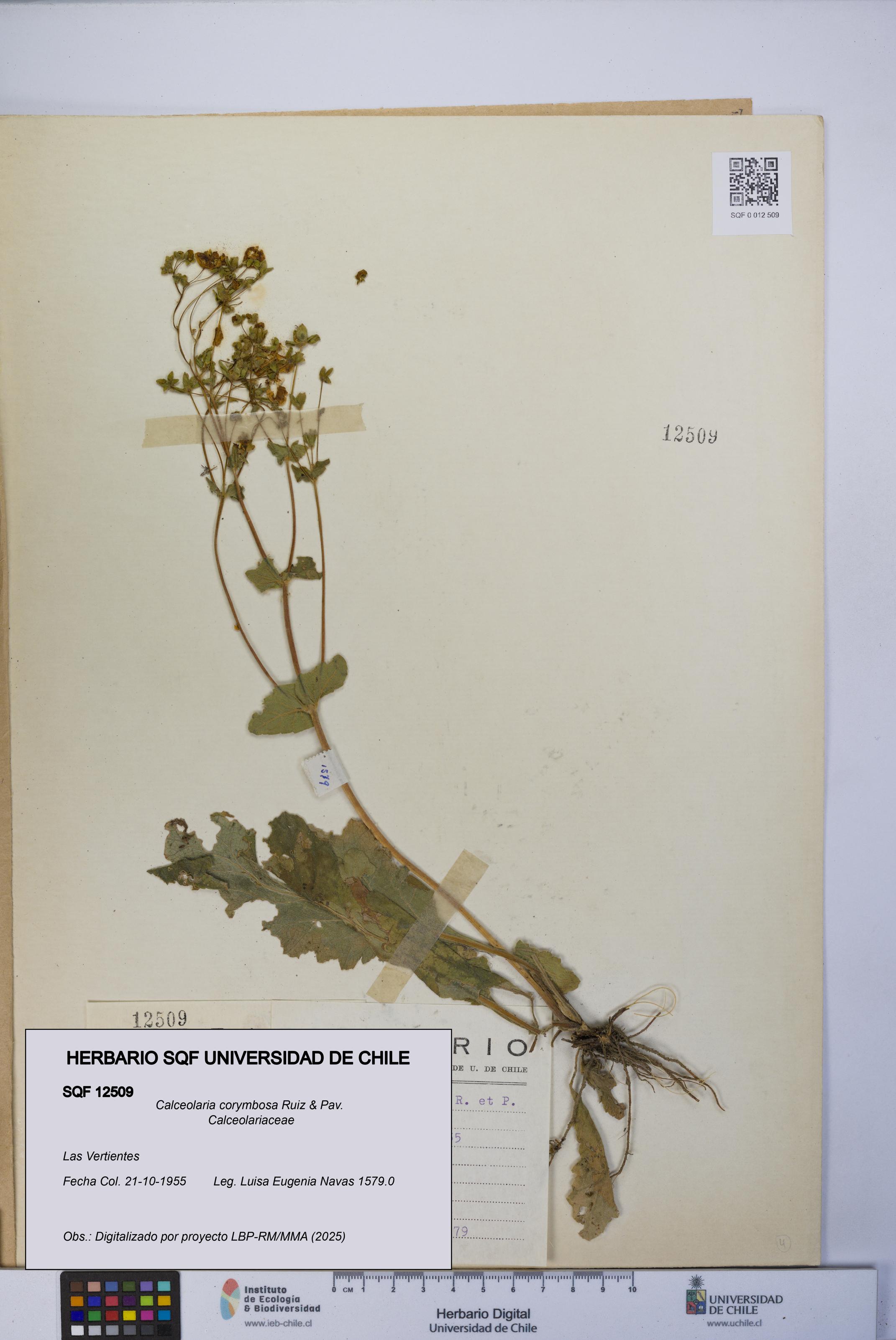 Calceolaria corymbosa [Espécimen: UCH:SQF:0012509]