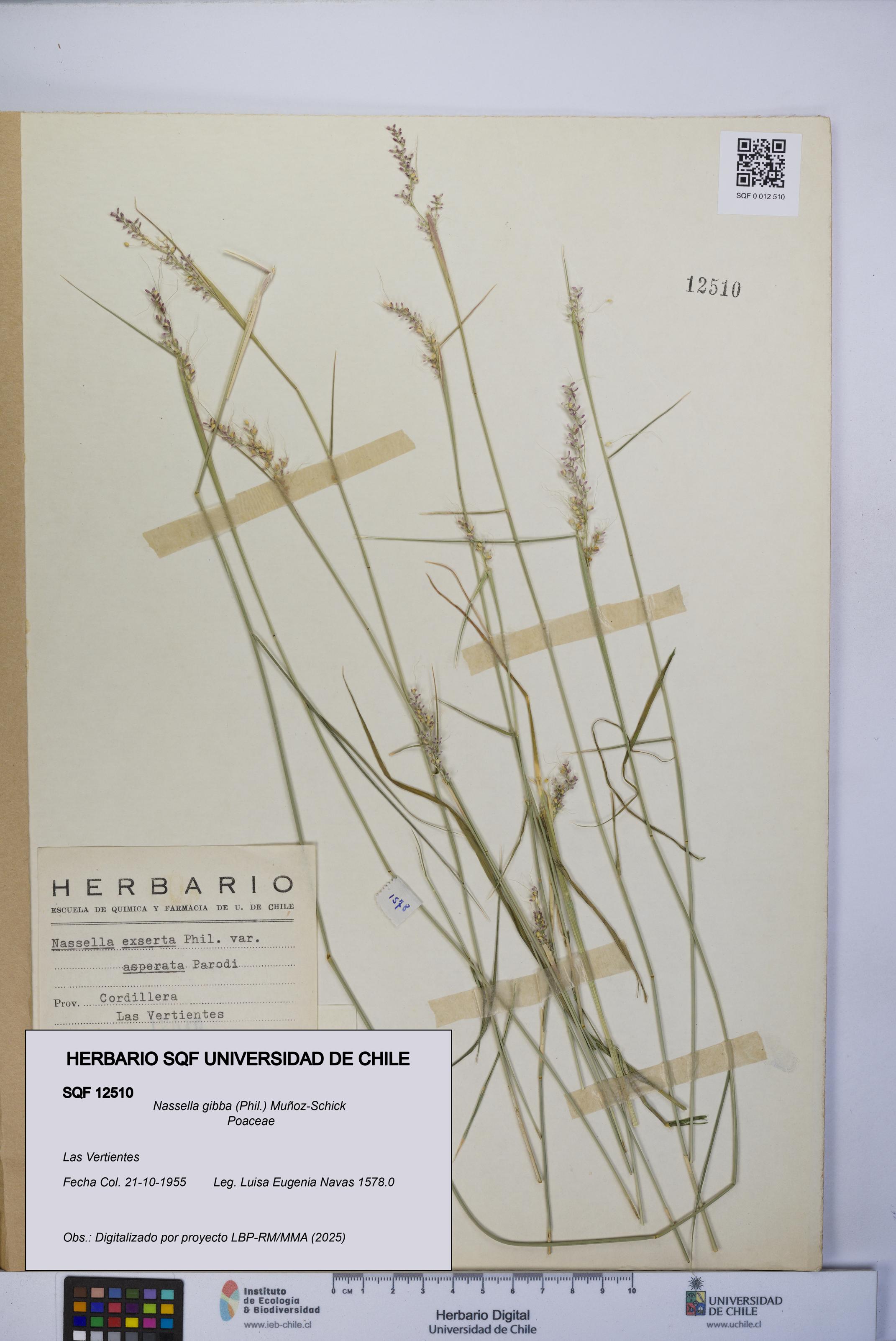 Nassella gibba [Espécimen: UCH:SQF:0012510]
