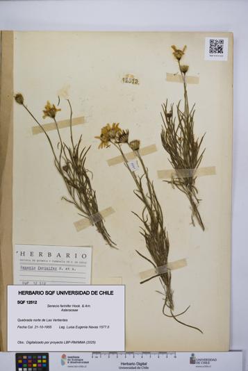 Senecio farinifer [Espécimen: UCH:SQF:0012512]