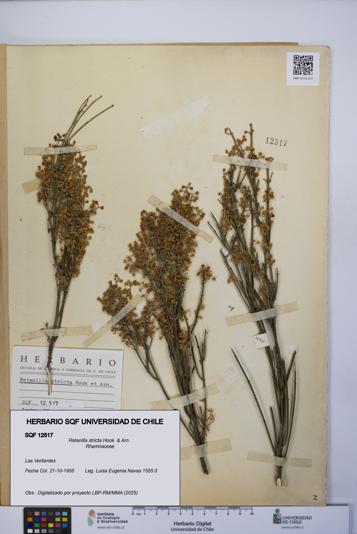 Retanilla stricta [Espécimen: UCH:SQF:0012517]