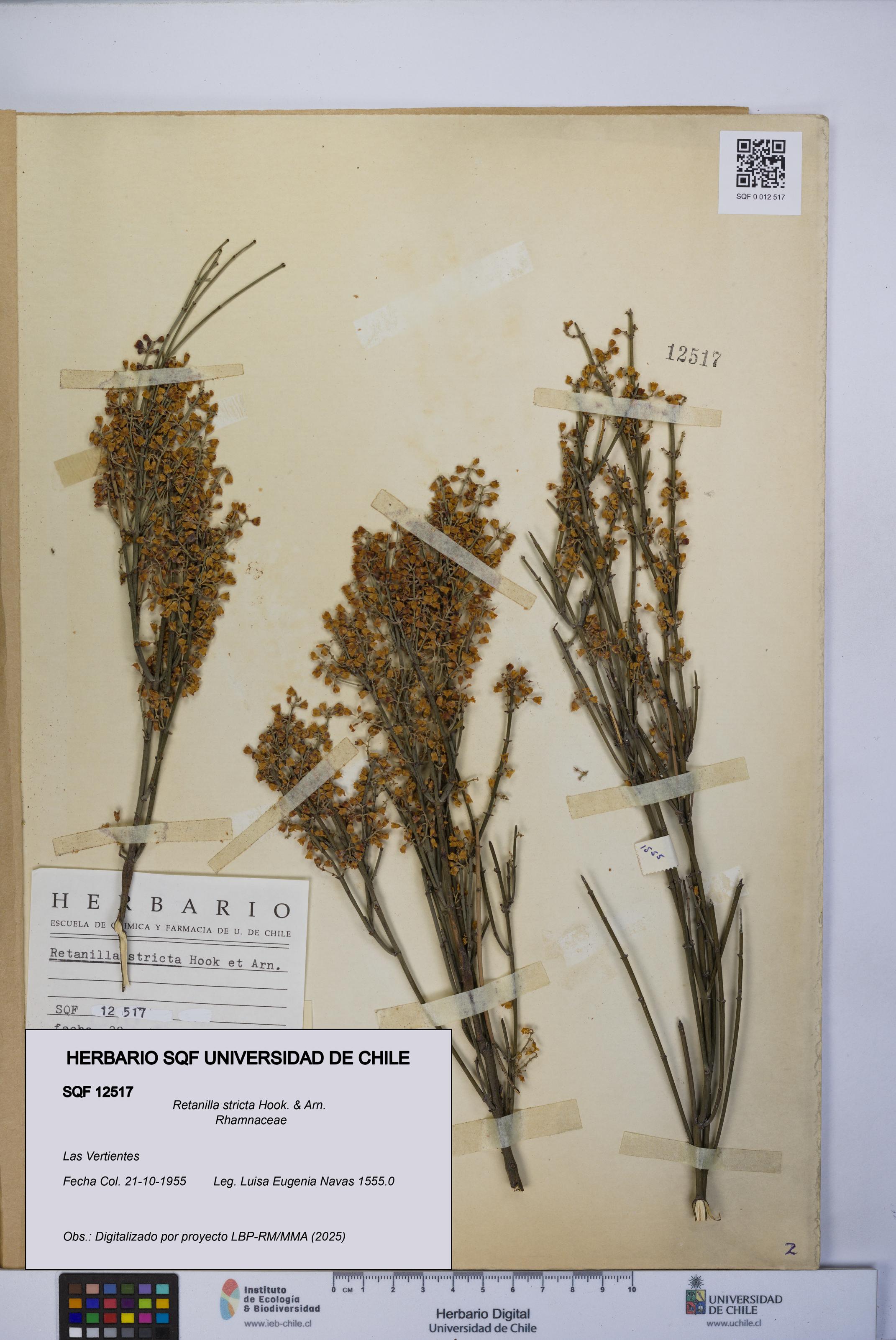 Retanilla stricta [Espécimen: UCH:SQF:0012517]