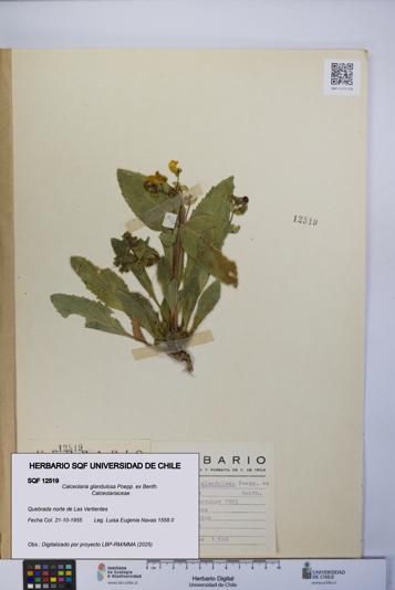 Calceolaria glandulosa [Espécimen: UCH:SQF:0012519]