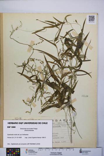Dioscorea auriculata [Espécimen: UCH:SQF:0012520]