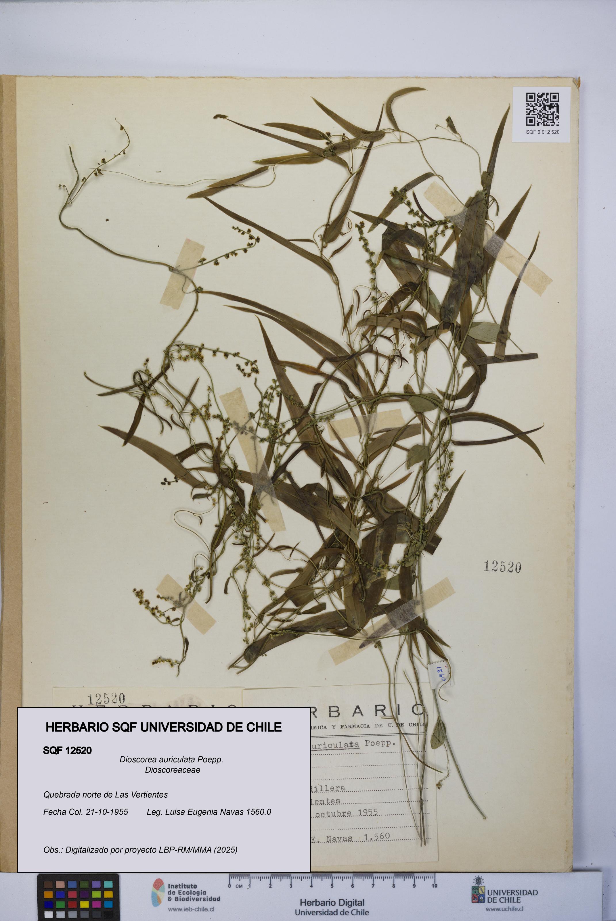 Dioscorea auriculata [Espécimen: UCH:SQF:0012520]