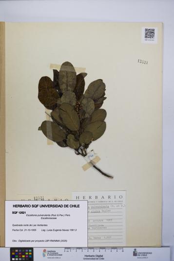 Escallonia pulverulenta [Espécimen: UCH:SQF:0012521]