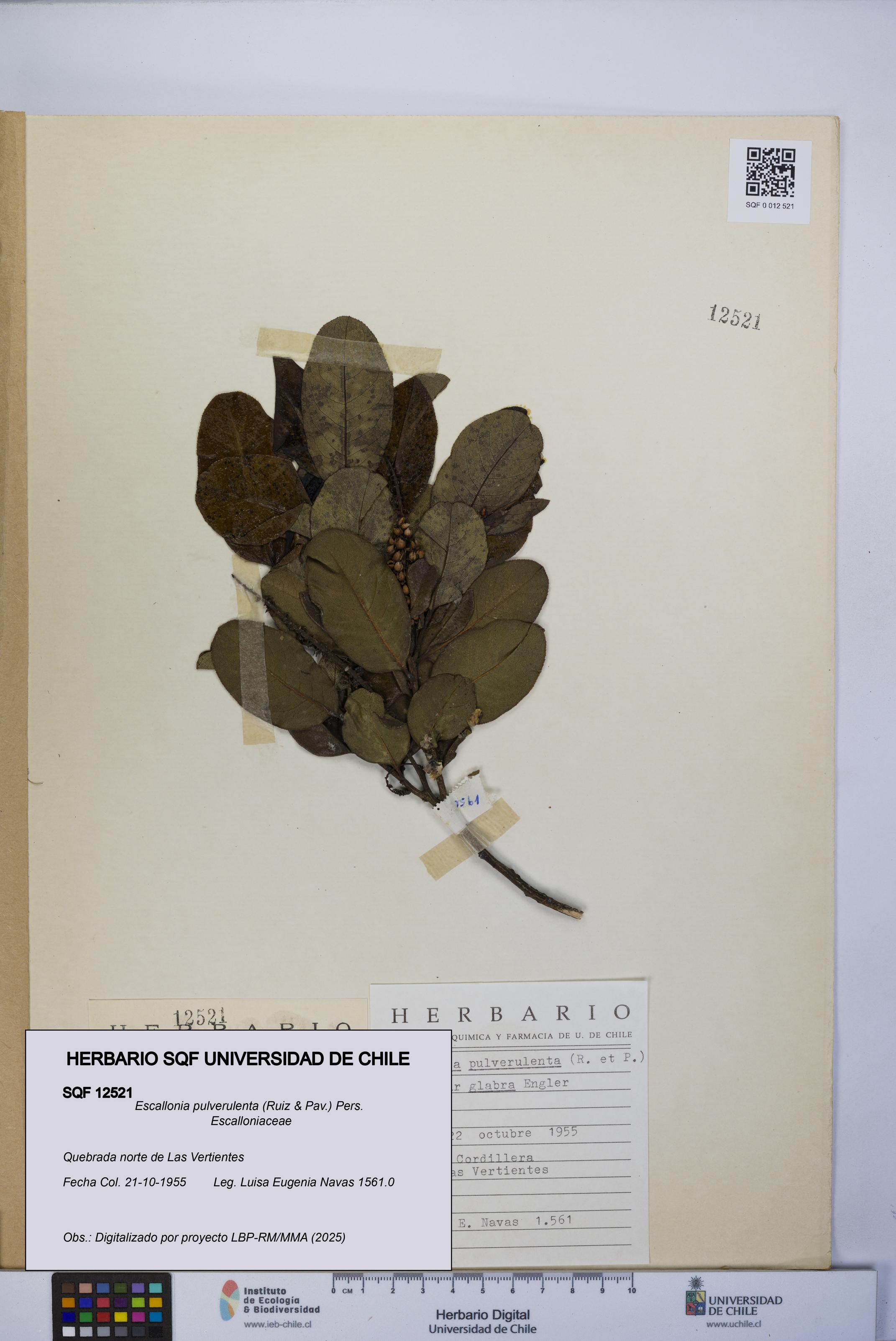 Escallonia pulverulenta [Espécimen: UCH:SQF:0012521]