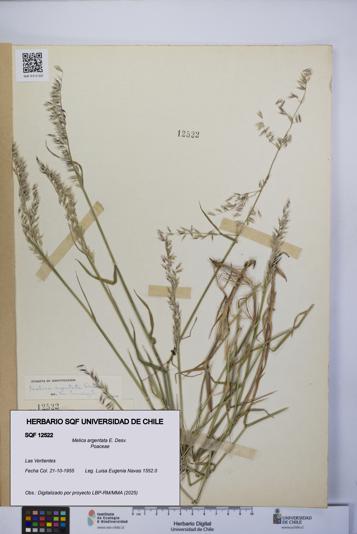 Melica argentata [Espécimen: UCH:SQF:0012522]