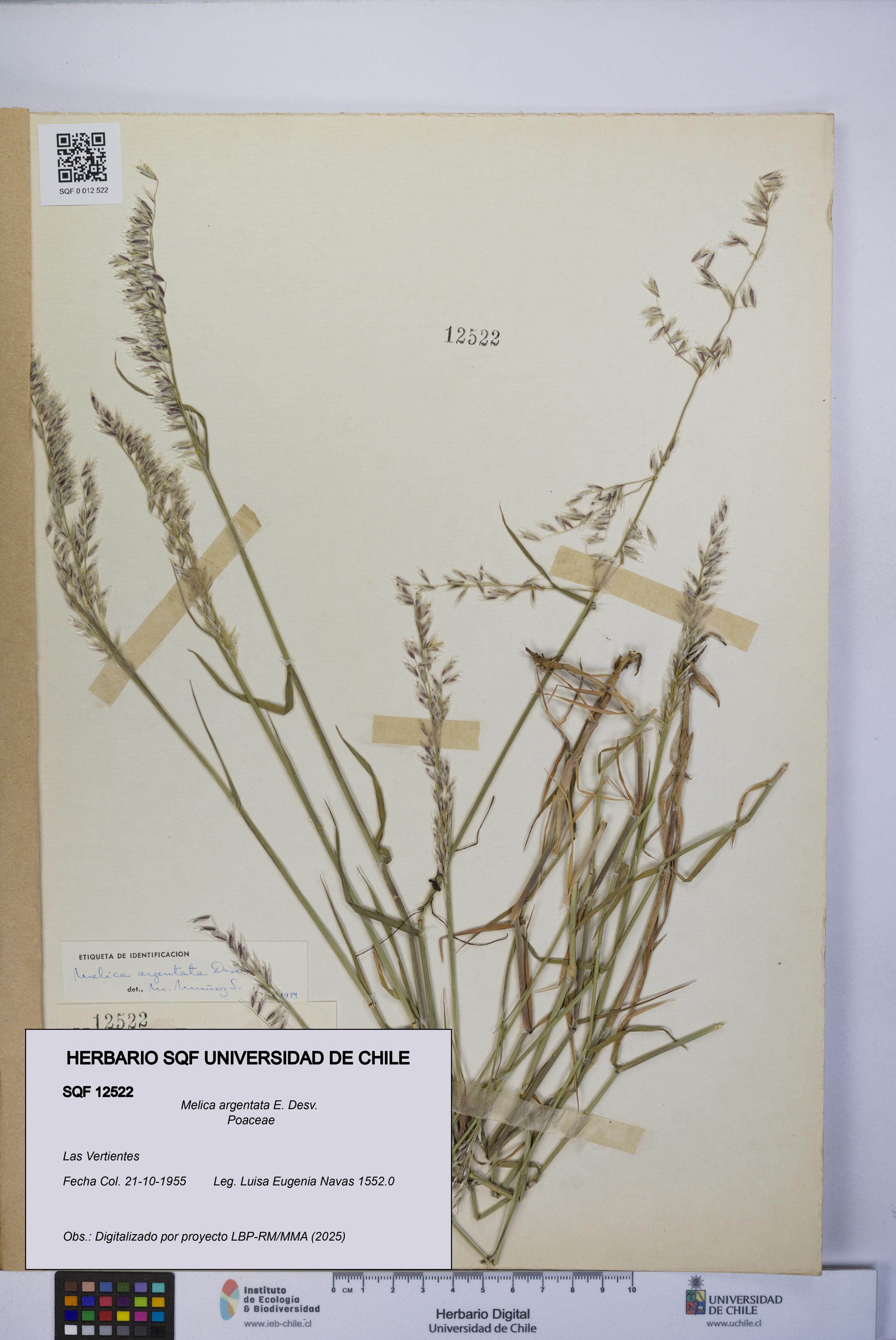 Melica argentata [Espécimen: UCH:SQF:0012522]