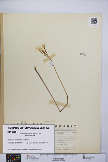 Leucocoryne ixioides [Espécimen: UCH:SQF:0012523]