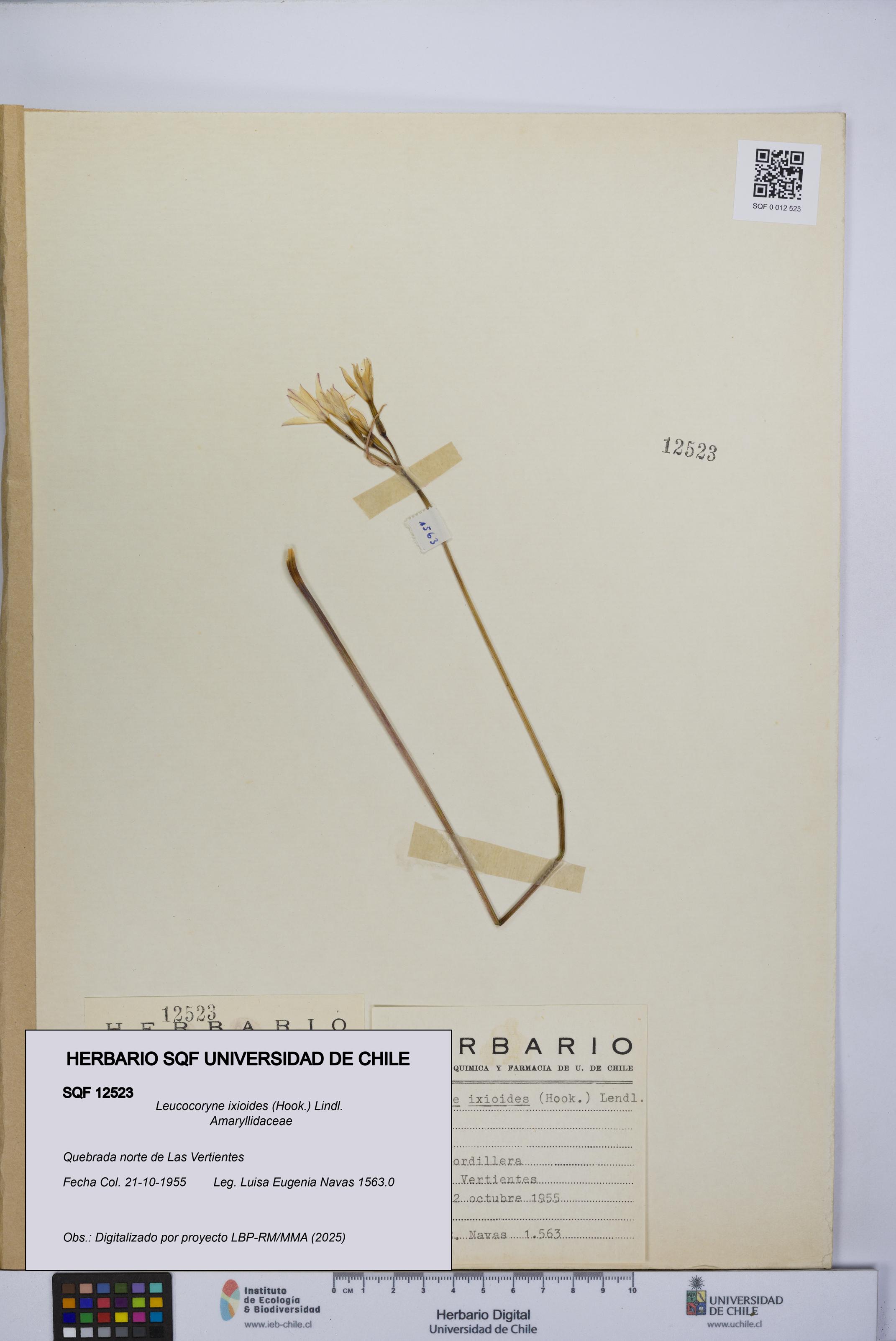 Leucocoryne ixioides [Espécimen: UCH:SQF:0012523]