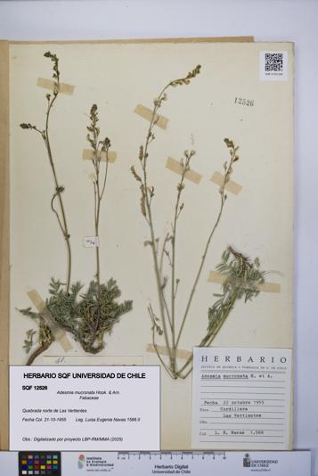 Adesmia mucronata [Espécimen: UCH:SQF:0012526]