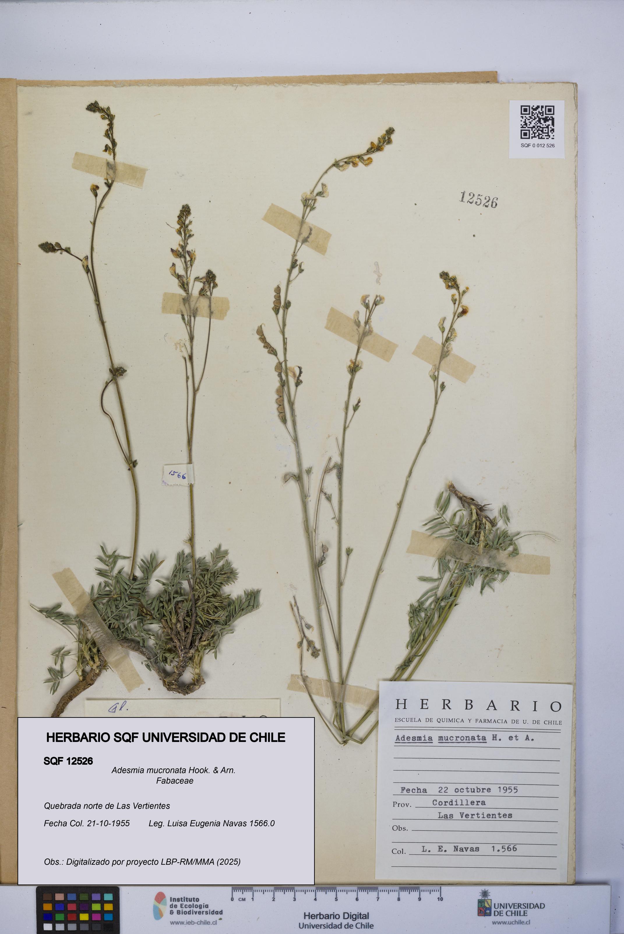 Adesmia mucronata [Espécimen: UCH:SQF:0012526]