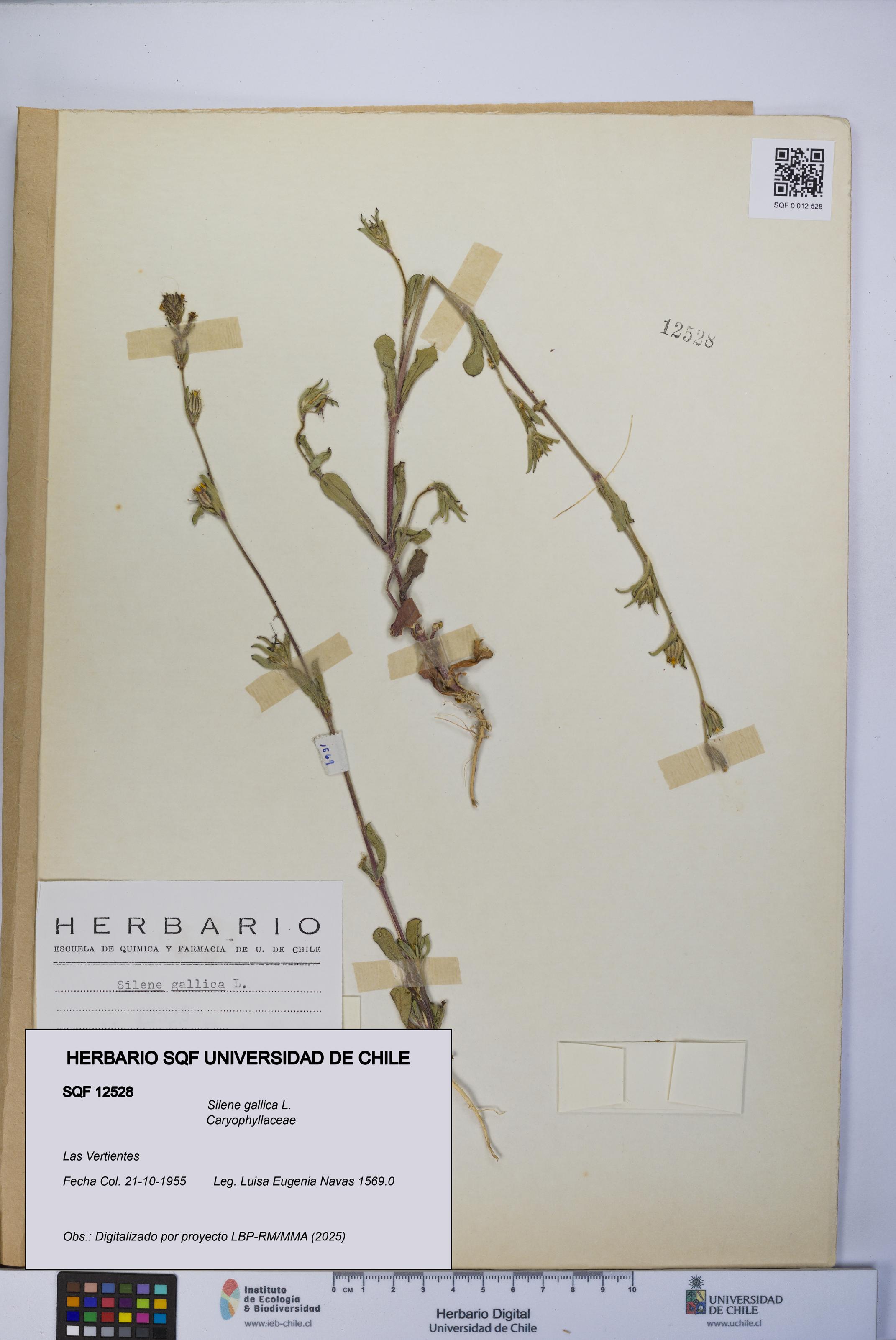 Silene gallica [Espécimen: UCH:SQF:0012528]