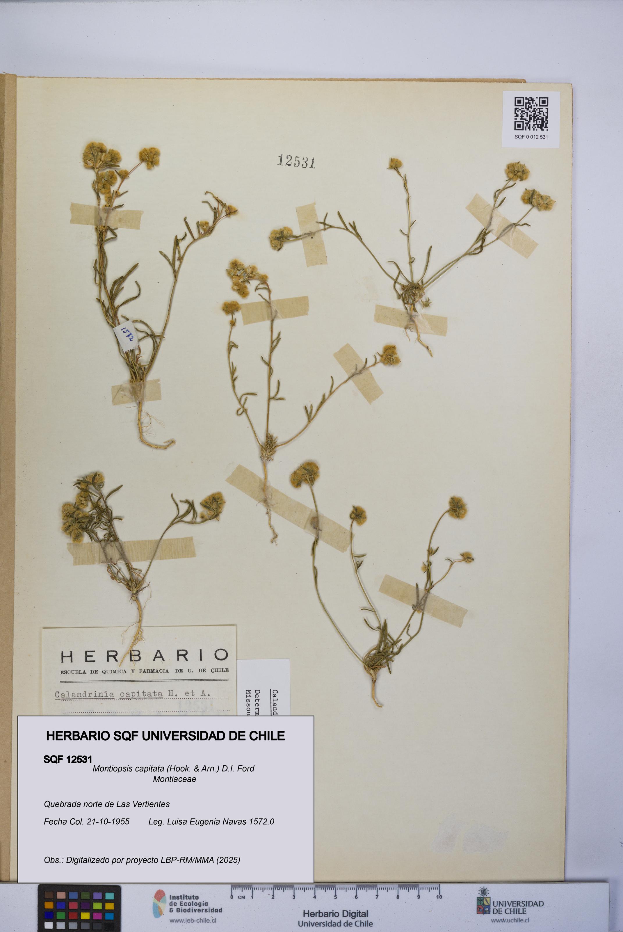 Montiopsis capitata [Espécimen: UCH:SQF:0012531]