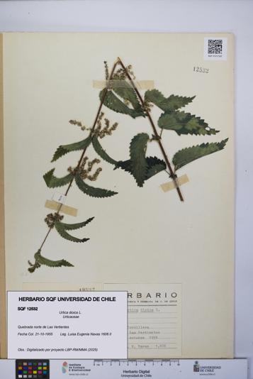 Urtica dioica [Espécimen: UCH:SQF:0012532]