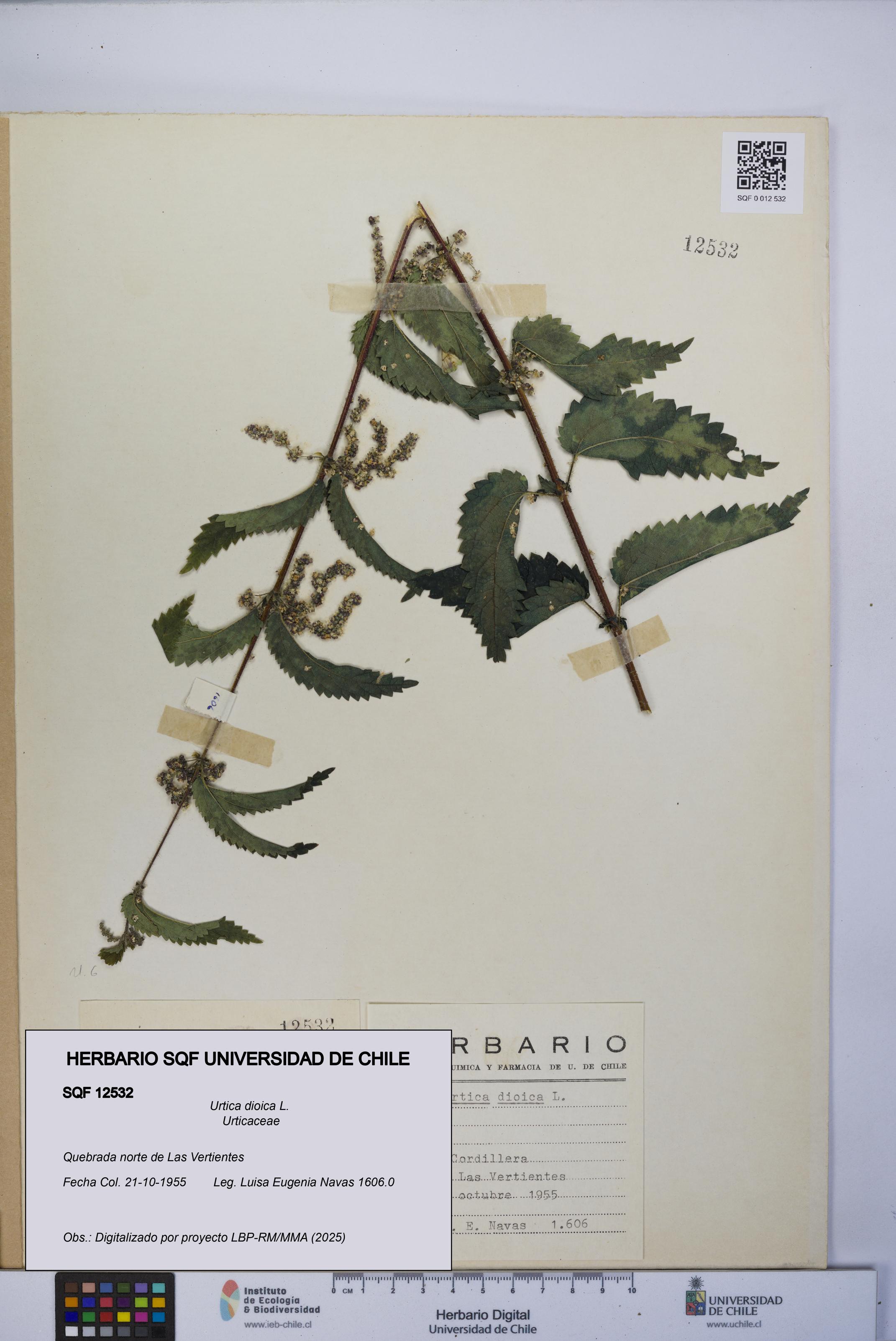 Urtica dioica [Espécimen: UCH:SQF:0012532]