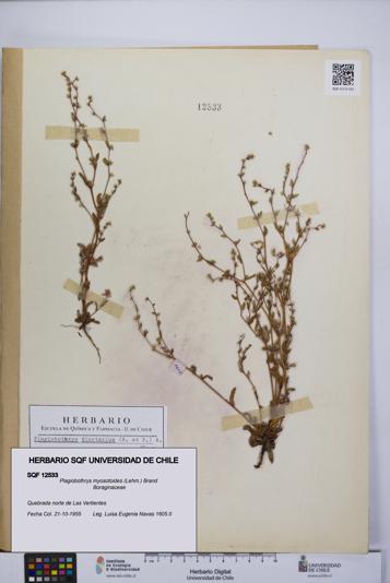 Plagiobothrys myosotoides [Espécimen: UCH:SQF:0012533]