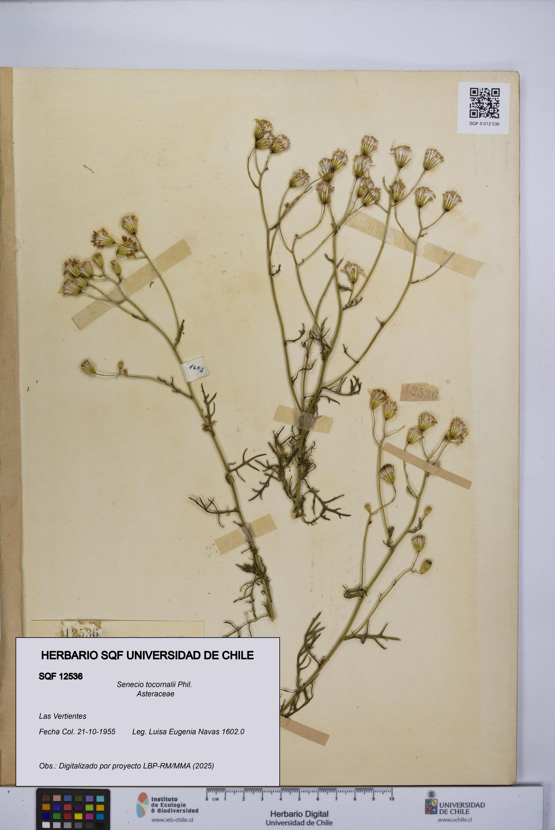 Senecio tocornalii [Espécimen: UCH:SQF:0012536]
