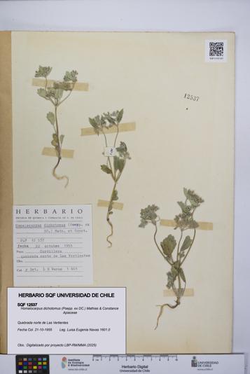 Homalocarpus dichotomus [Espécimen: UCH:SQF:0012537]