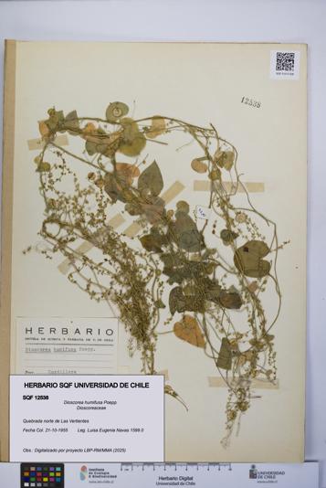 Dioscorea humifusa [Espécimen: UCH:SQF:0012538]