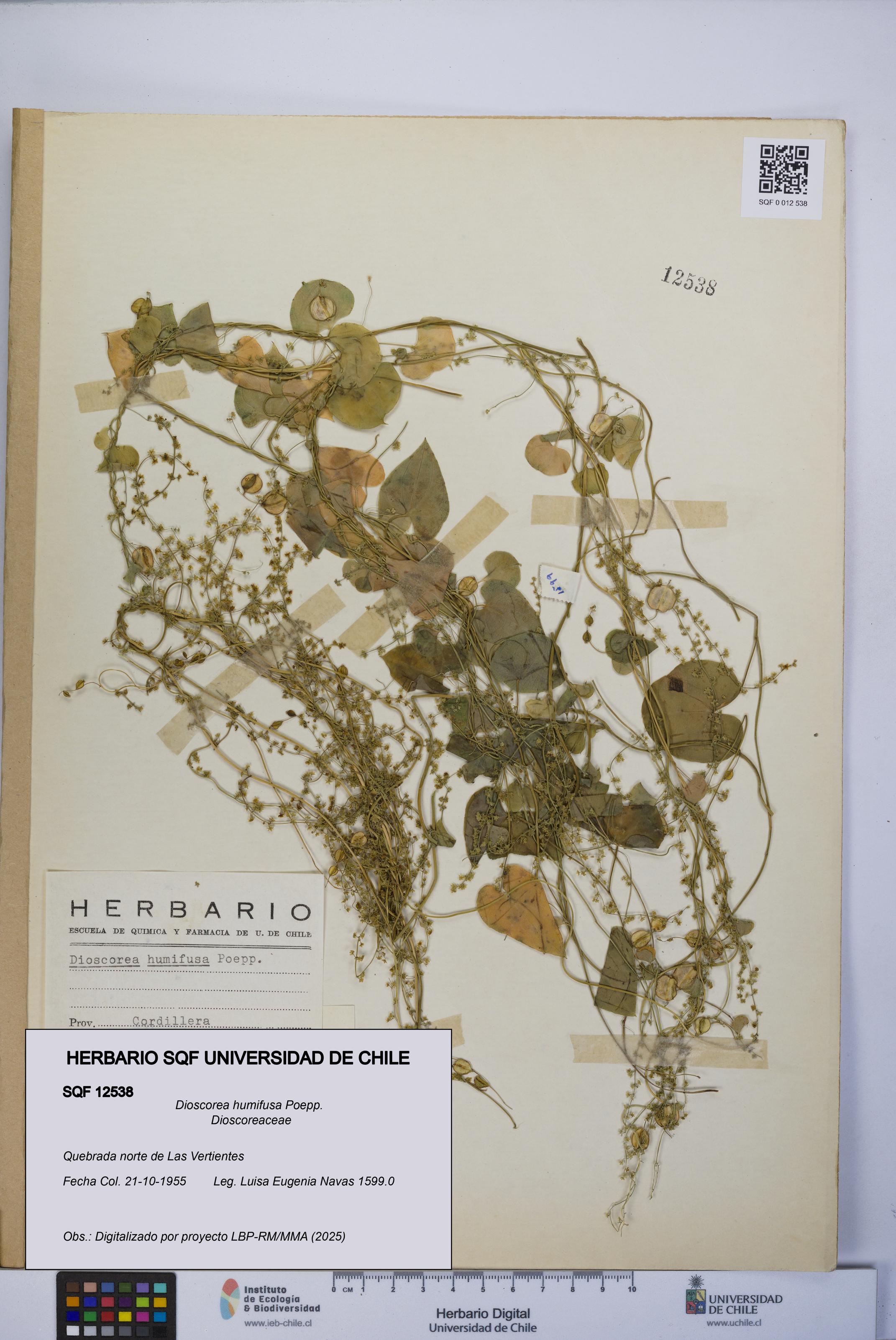 Dioscorea humifusa [Espécimen: UCH:SQF:0012538]