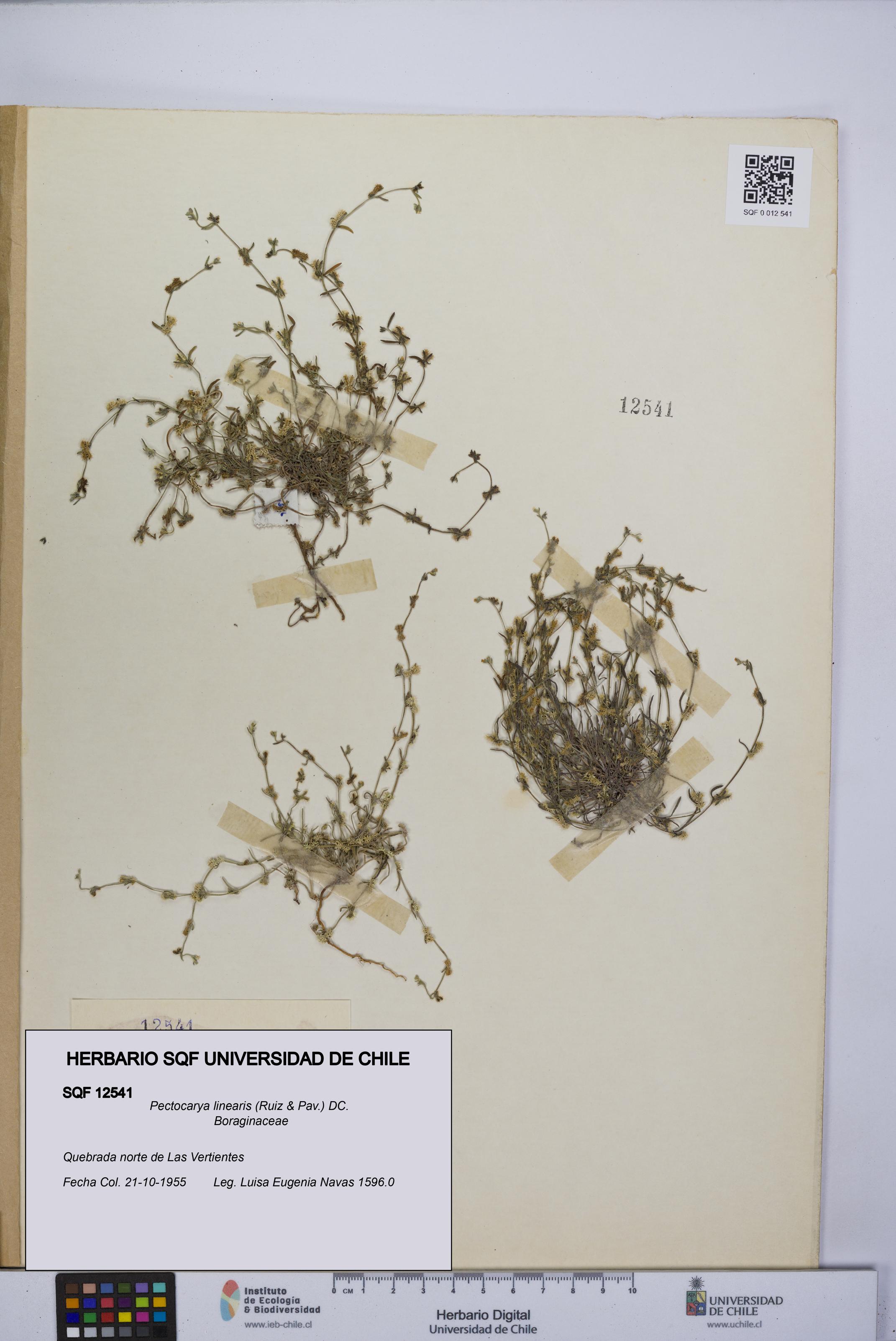 Pectocarya linearis [Espécimen: UCH:SQF:0012541]