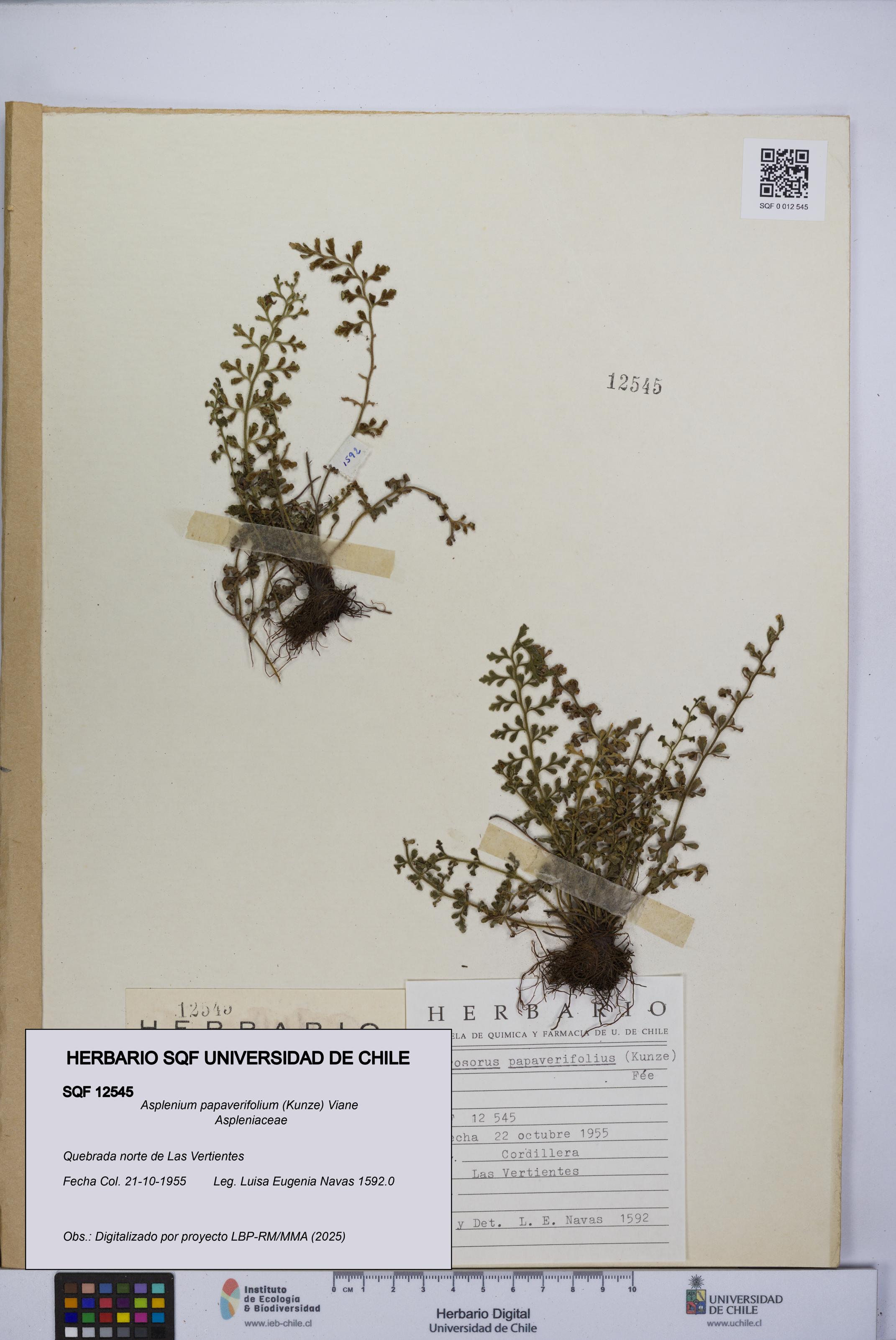 Asplenium papaverifolium [Espécimen: UCH:SQF:0012545]