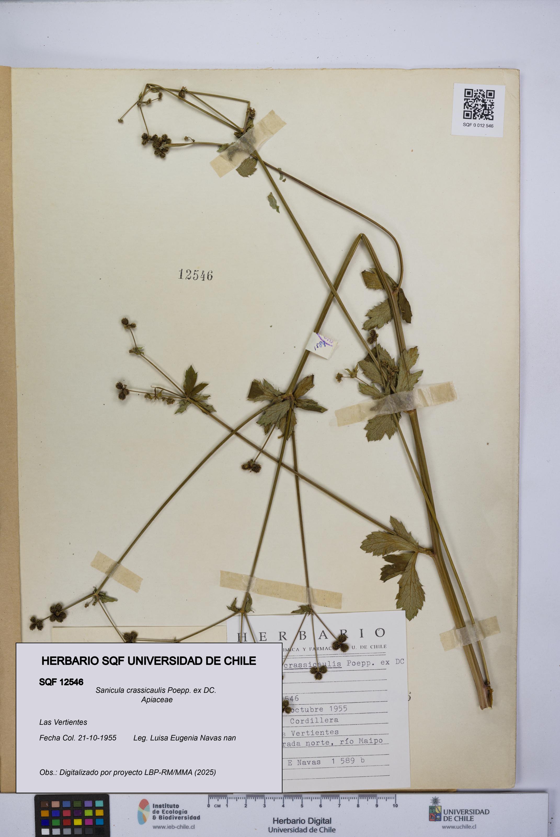 Sanicula crassicaulis [Espécimen: UCH:SQF:0012546]