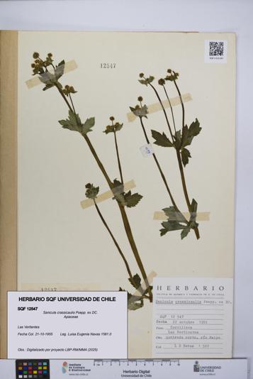 Sanicula crassicaulis [Espécimen: UCH:SQF:0012547]