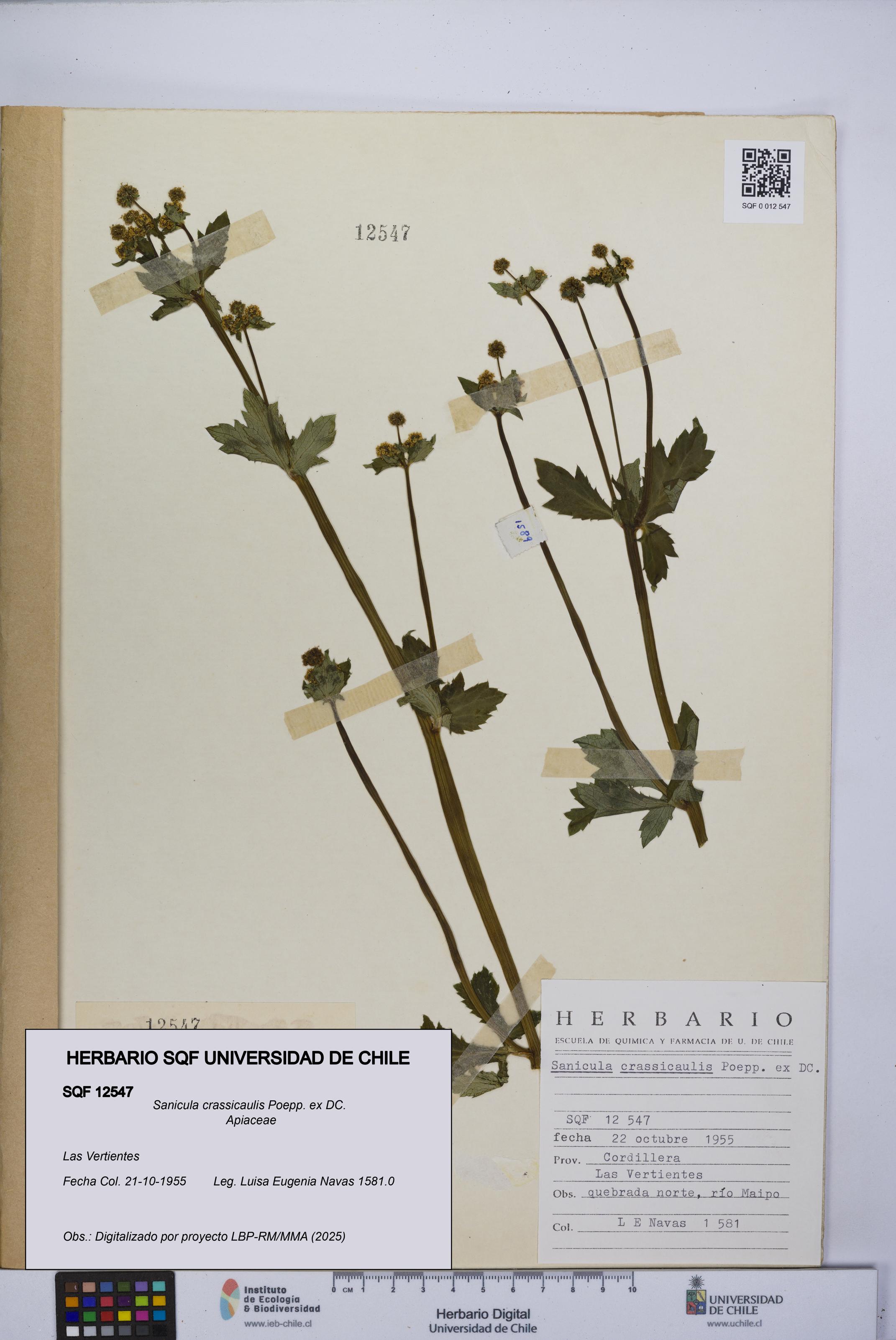 Sanicula crassicaulis [Espécimen: UCH:SQF:0012547]