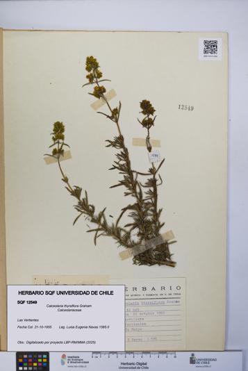 Calceolaria thyrsiflora [Espécimen: UCH:SQF:0012549]