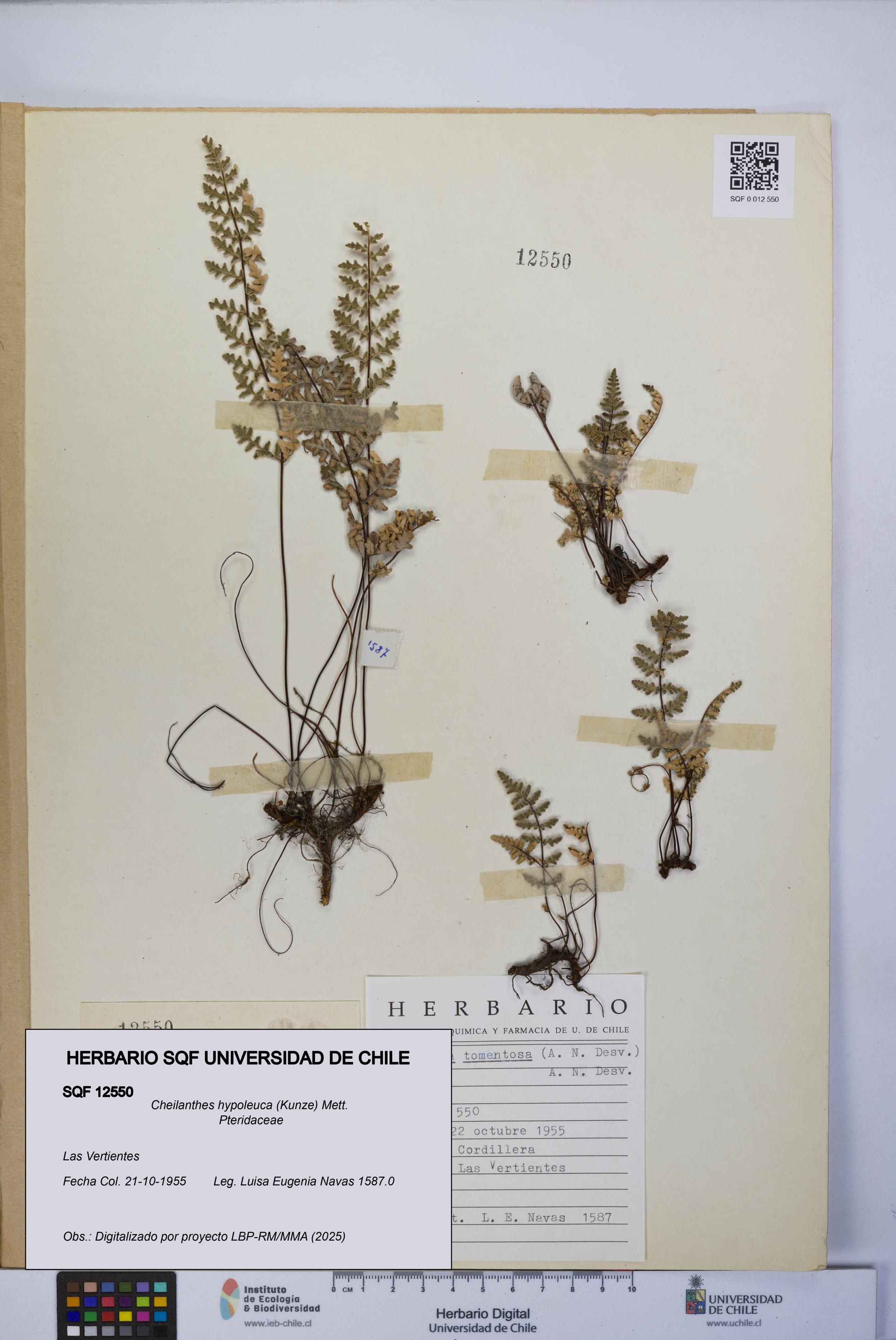 Cheilanthes hypoleuca [Espécimen: UCH:SQF:0012550]