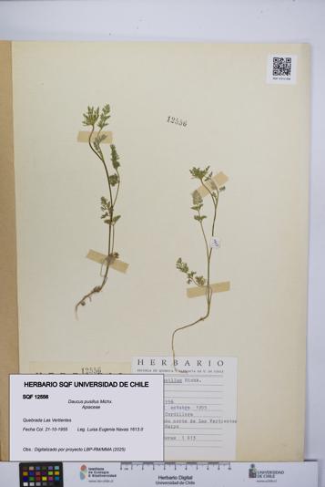 Daucus pusillus [Espécimen: UCH:SQF:0012556]