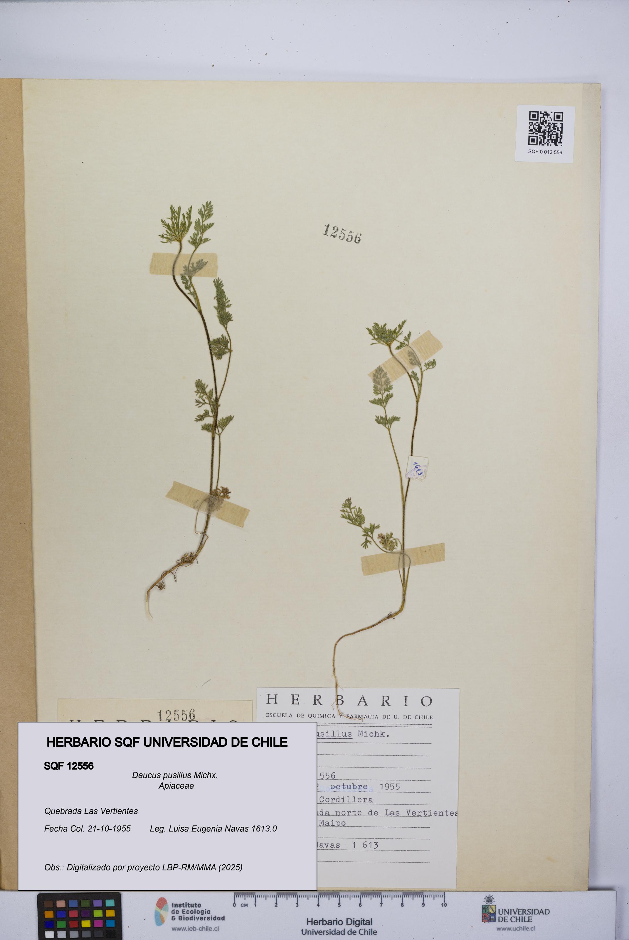 Daucus pusillus [Espécimen: UCH:SQF:0012556]