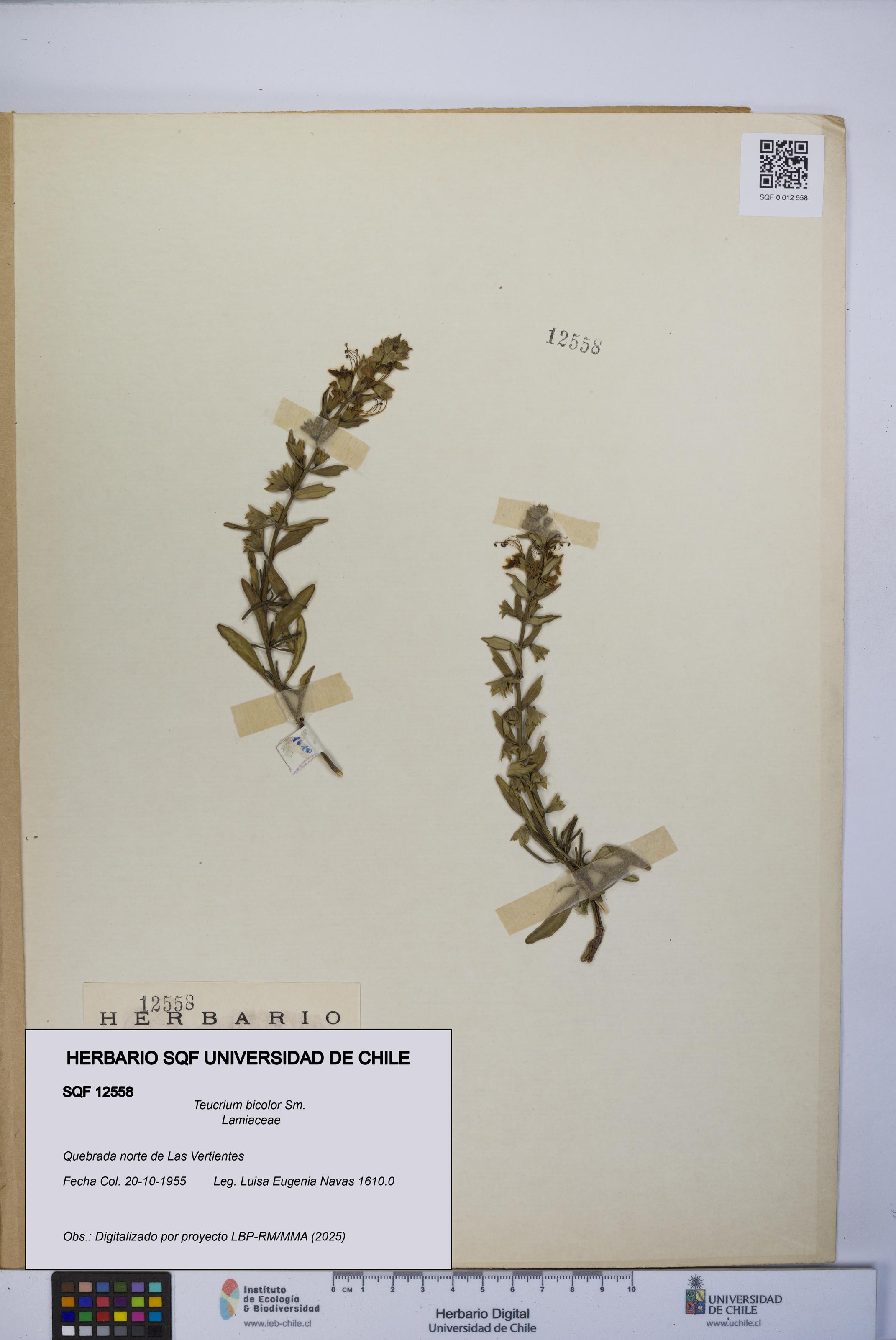 Teucrium bicolor [Espécimen: UCH:SQF:0012558]