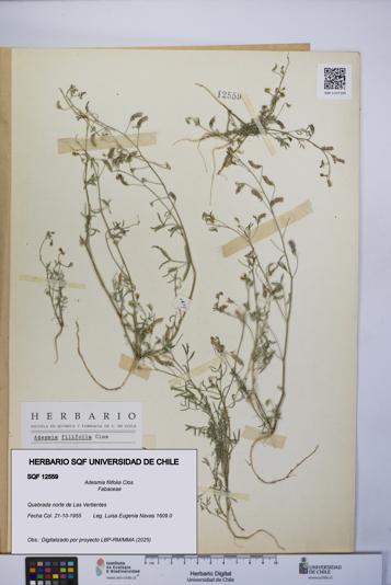 Adesmia filifolia [Espécimen: UCH:SQF:0012559]