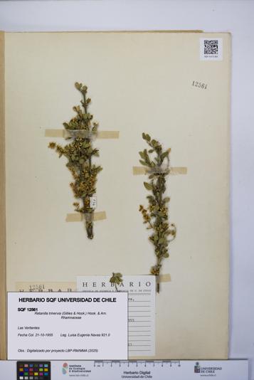 Retanilla trinervia [Espécimen: UCH:SQF:0012561]