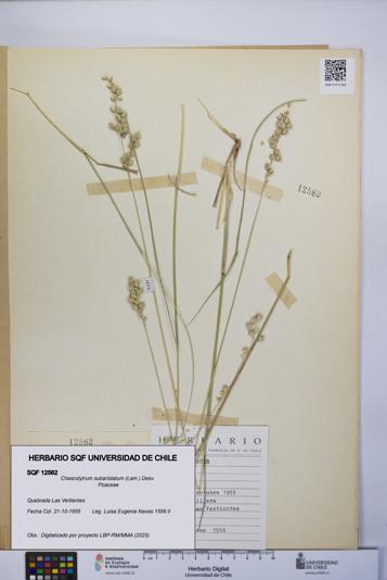 Chascolytrum subaristatum [Espécimen: UCH:SQF:0012562]