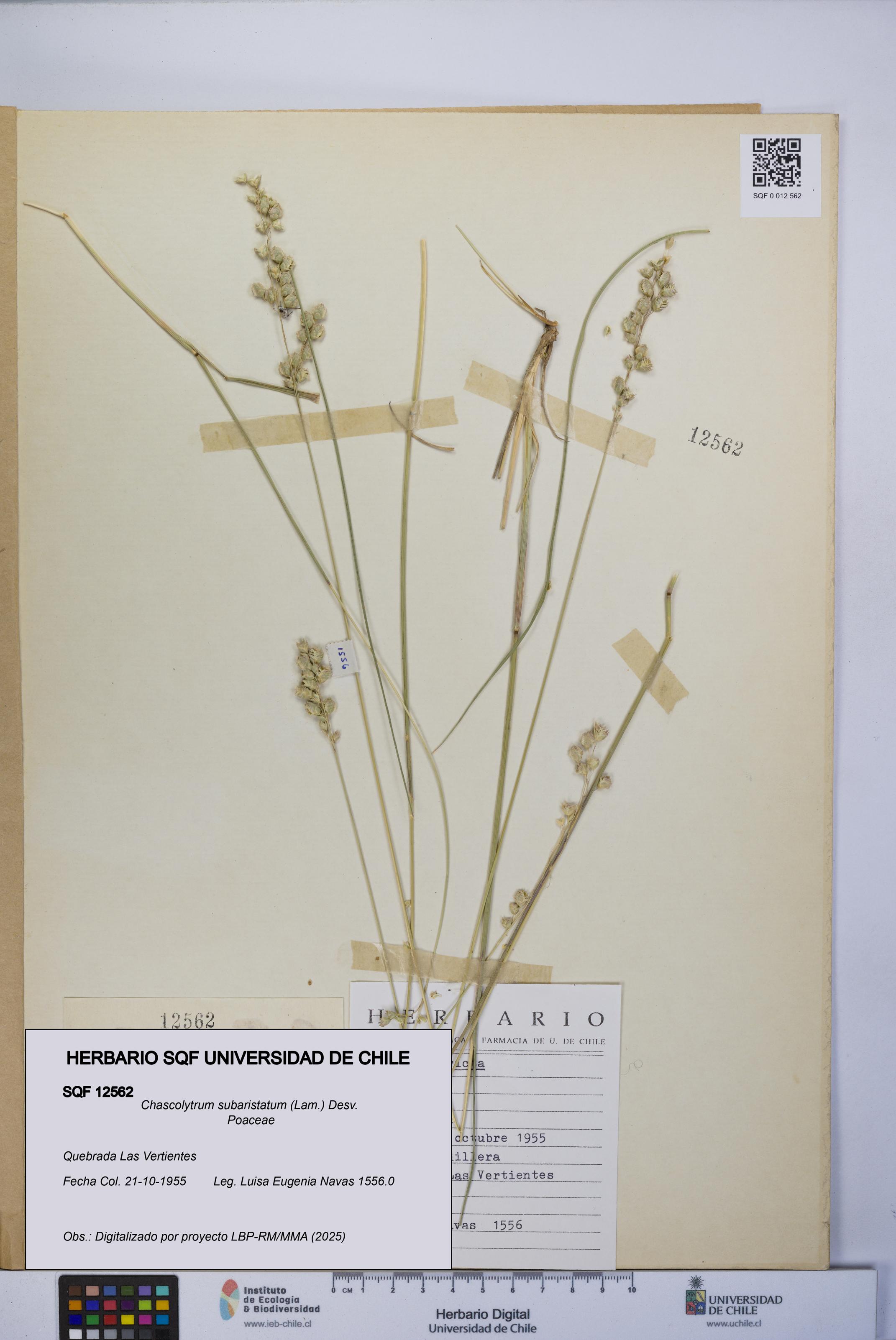 Chascolytrum subaristatum [Espécimen: UCH:SQF:0012562]