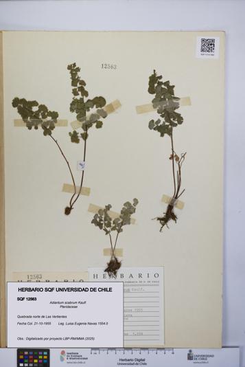 Adiantum scabrum [Espécimen: UCH:SQF:0012563]
