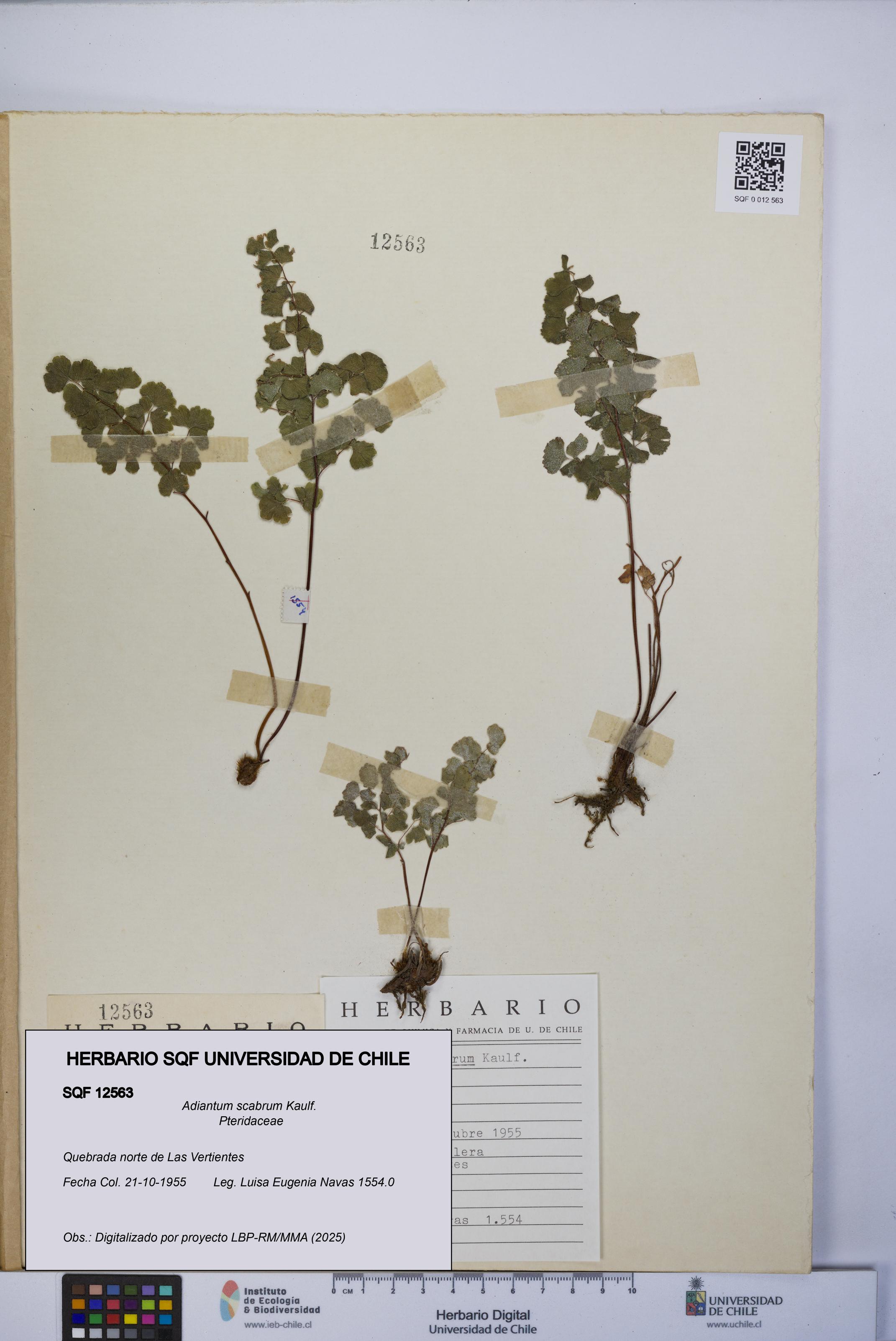 Adiantum scabrum [Espécimen: UCH:SQF:0012563]