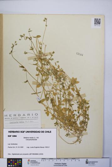 Stellaria media [Espécimen: UCH:SQF:0012564]