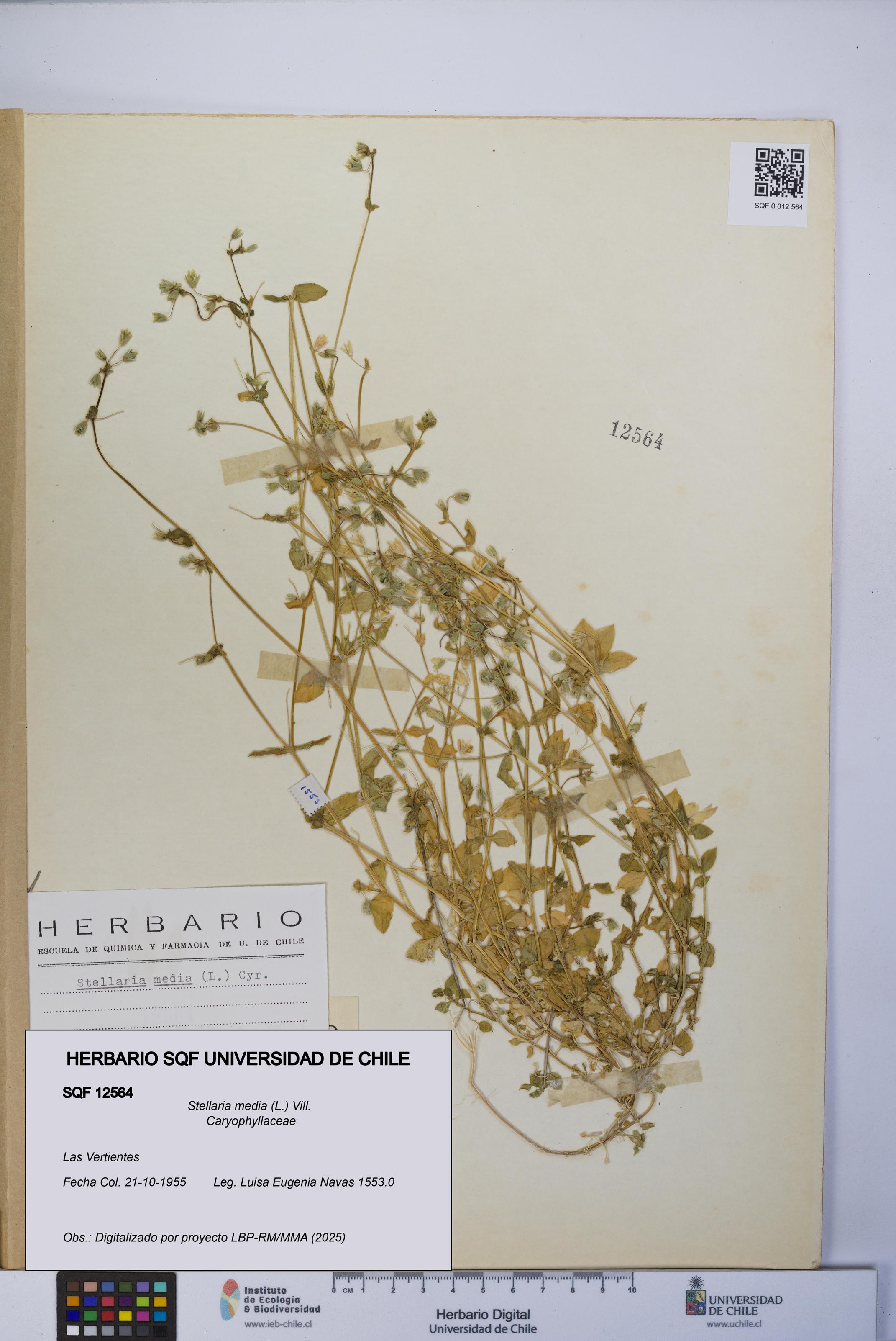 Stellaria media [Espécimen: UCH:SQF:0012564]