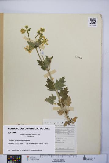 Loasa prostrata [Espécimen: UCH:SQF:0012566]